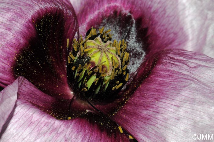 Papaver somniferum subsp. setigerum