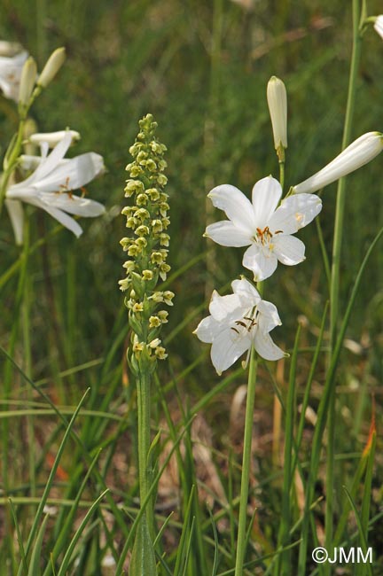 Paradisea liliastrum & Pseudorchis albida