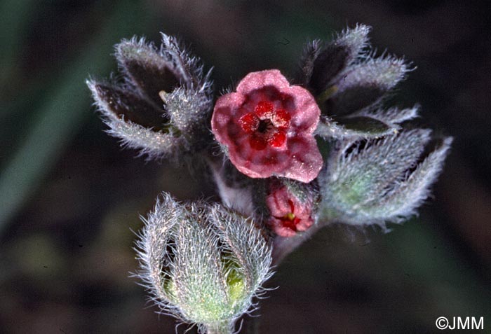 Pardoglossum cheirifolium = Cynoglossum cheirifolium