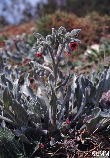 Pardoglossum cheirifolium = Cynoglossum cheirifolium