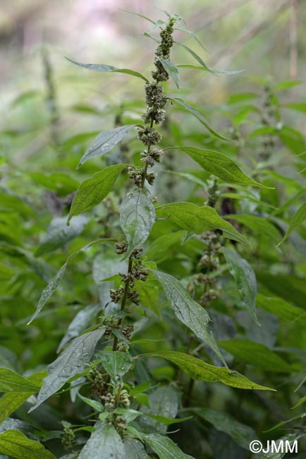 Parietaria officinalis