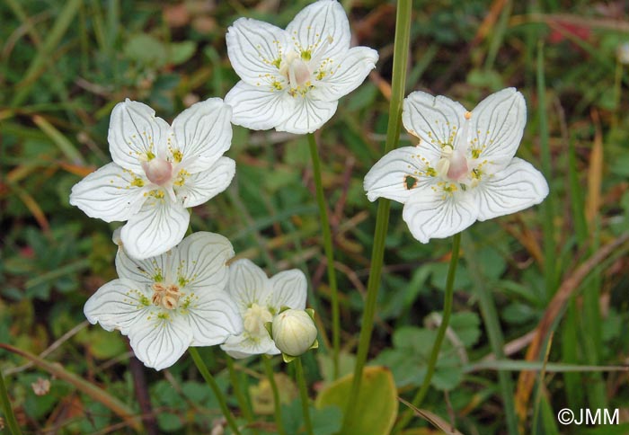 Parnassia palustris