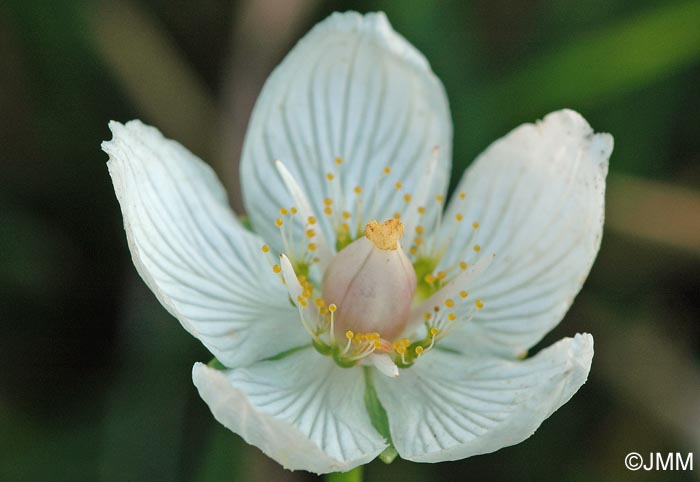 Parnassia palustris