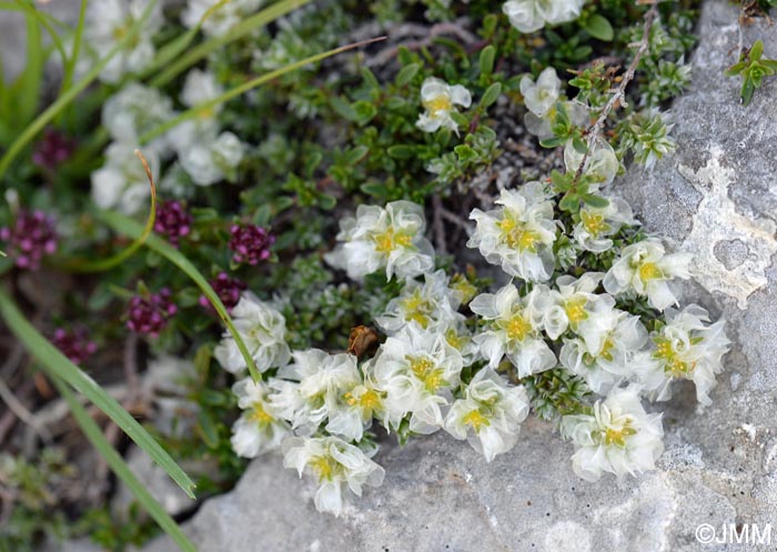 Paronychia kapela subsp. serpyllifolia = Paronychia kapela subsp. galloprovincialis