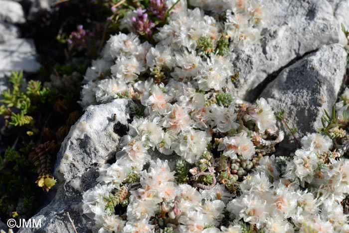 Paronychia kapela subsp. serpyllifolia = Paronychia kapela subsp. galloprovincialis