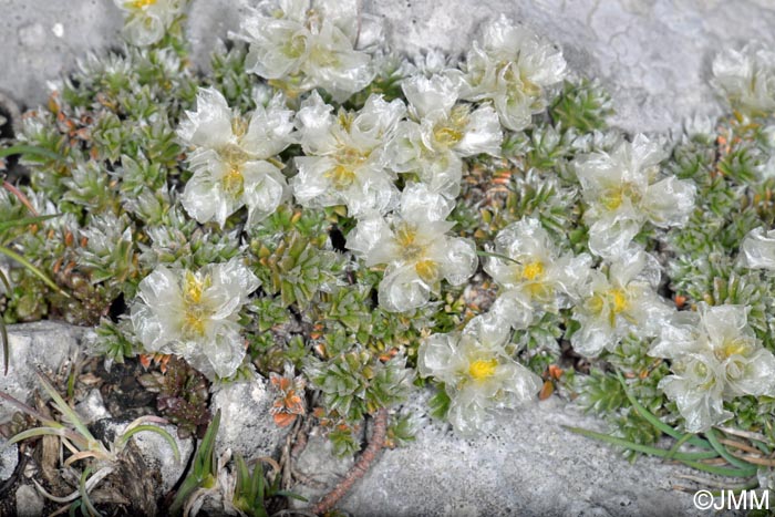 Paronychia kapela subsp. serpyllifolia = Paronychia kapela subsp. galloprovincialis