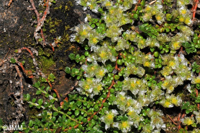 Paronychia kapela subsp. serpyllifolia = Paronychia kapela subsp. galloprovincialis