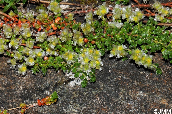 Paronychia kapela subsp. serpyllifolia = Paronychia kapela subsp. galloprovincialis