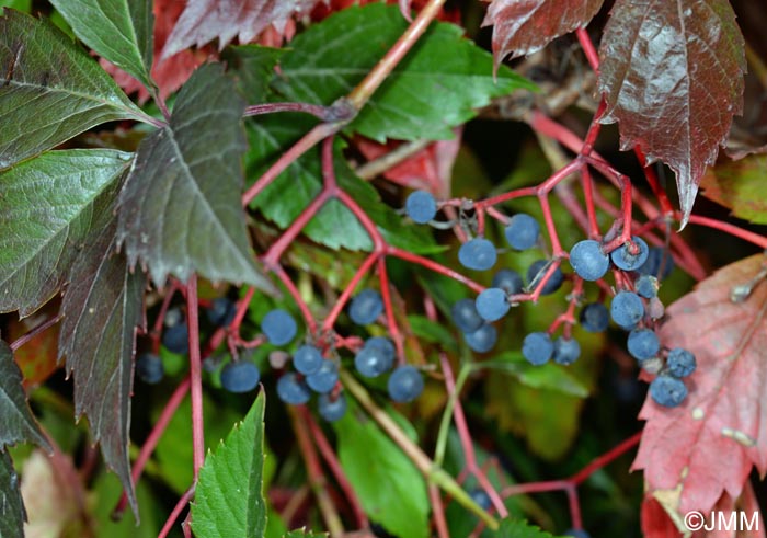 Parthenocissus quinquefolia