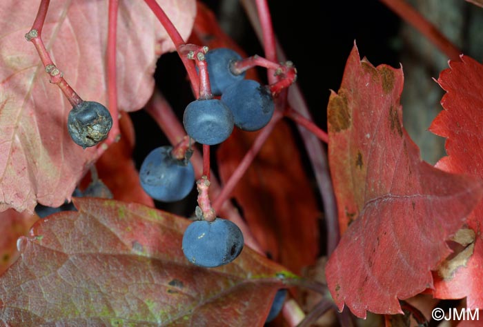 Parthenocissus quinquefolia