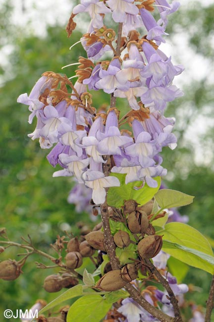 Paulownia tomentosa