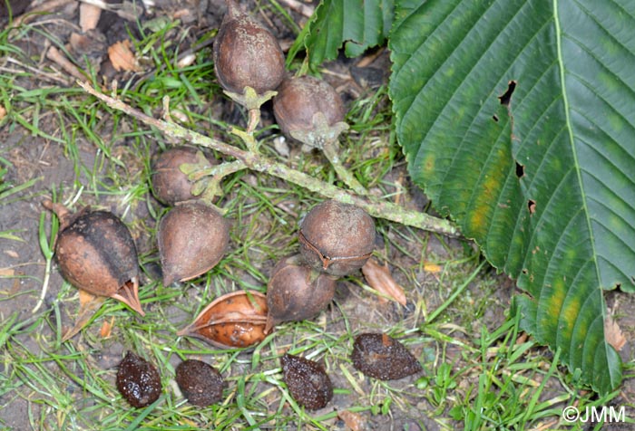 Paulownia tomentosa