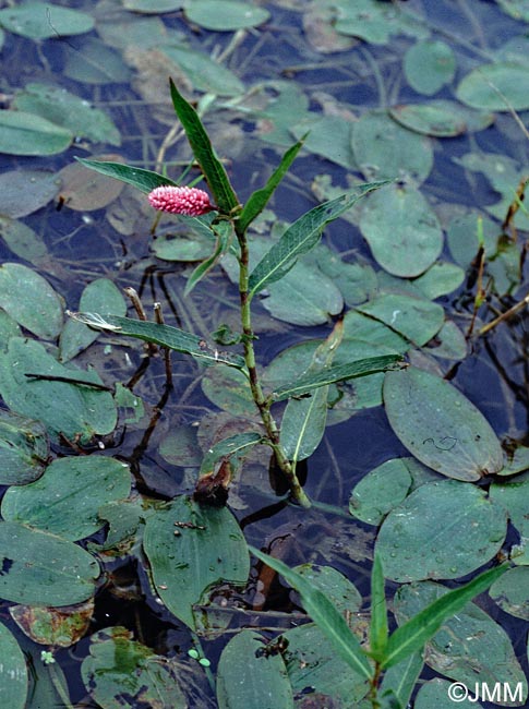 Persicaria amphibia & Potamogeton natans