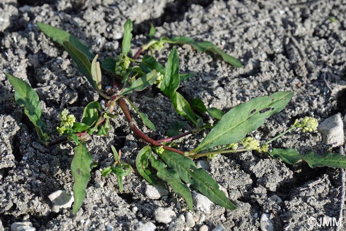 Persicaria lapathifolia