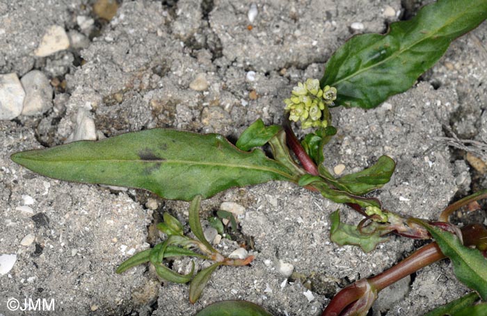 Persicaria lapathifolia