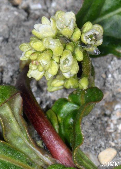 Persicaria lapathifolia