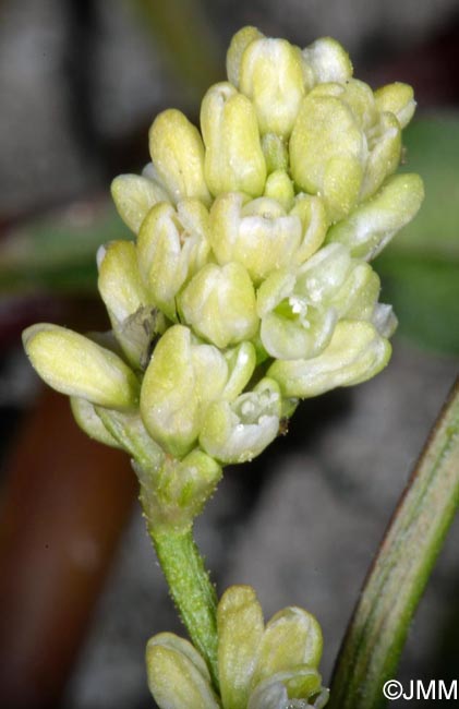 Persicaria lapathifolia