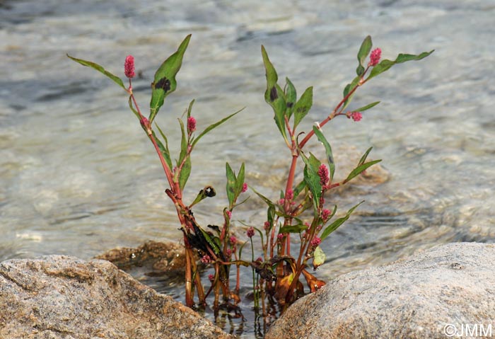 Persicaria maculosa = Polygonum persicaria