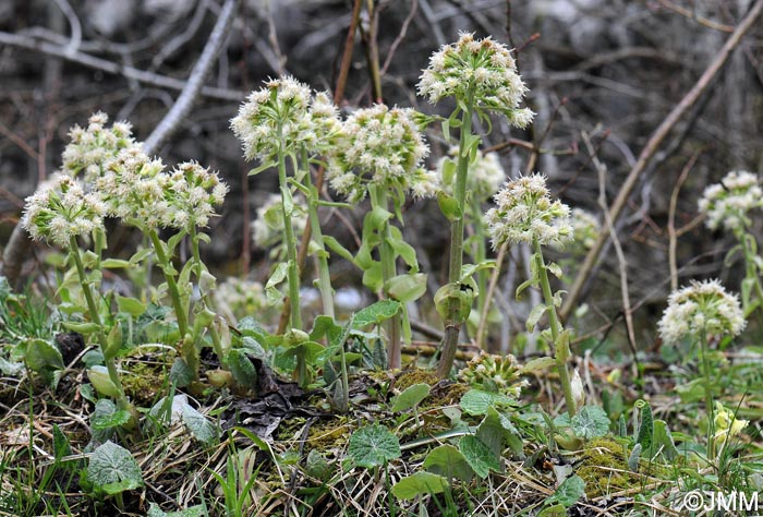 Petasites albus