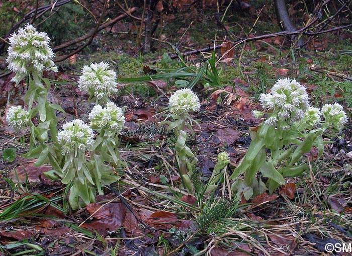 Petasites albus