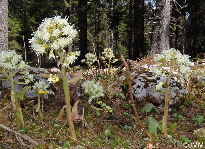 Petasites albus