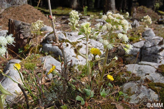 Petasites albus & Tussilago farfara