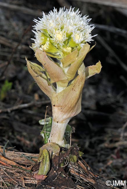 Petasites albus