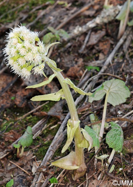 Petasites albus