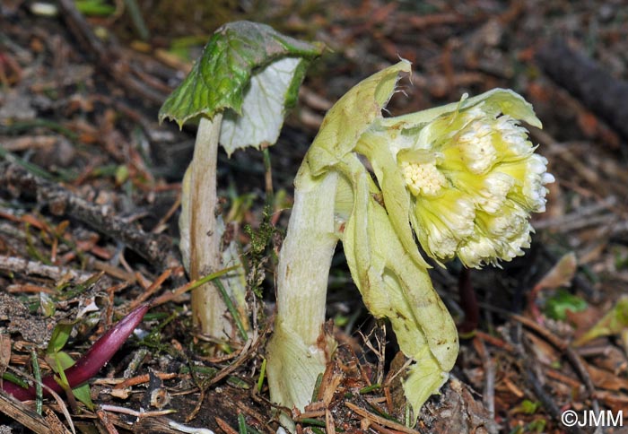 Petasites albus