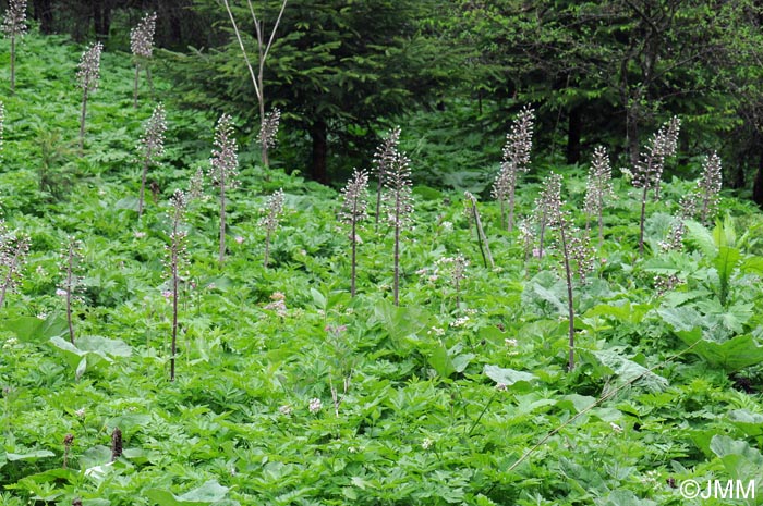 Petasites hybridus = Petasites officinalis