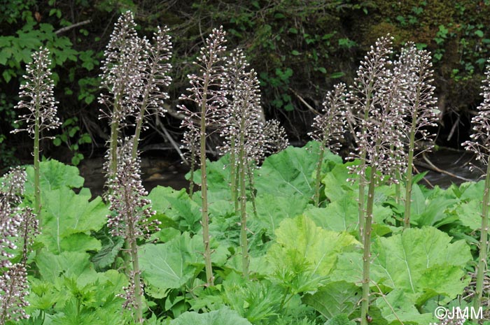 Petasites hybridus = Petasites officinalis