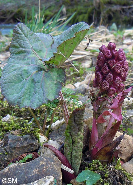 Petasites hybridus = Petasites officinalis