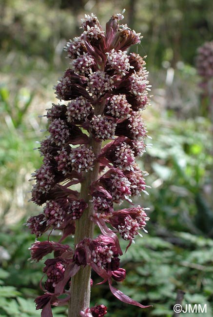 Petasites hybridus = Petasites officinalis