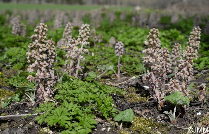 Petasites hybridus = Petasites officinalis