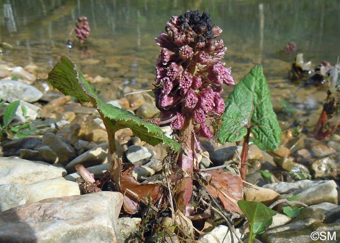 Petasites hybridus = Petasites officinalis