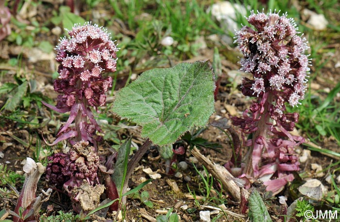 Petasites hybridus = Petasites officinalis