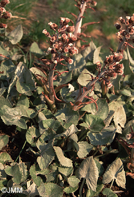 Petasites paradoxus