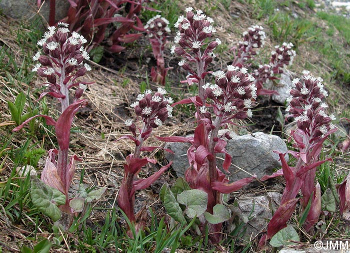 Petasites paradoxus