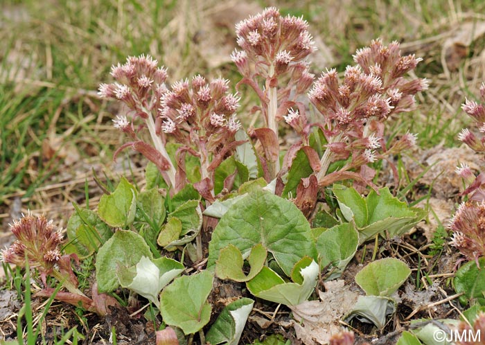 Petasites paradoxus