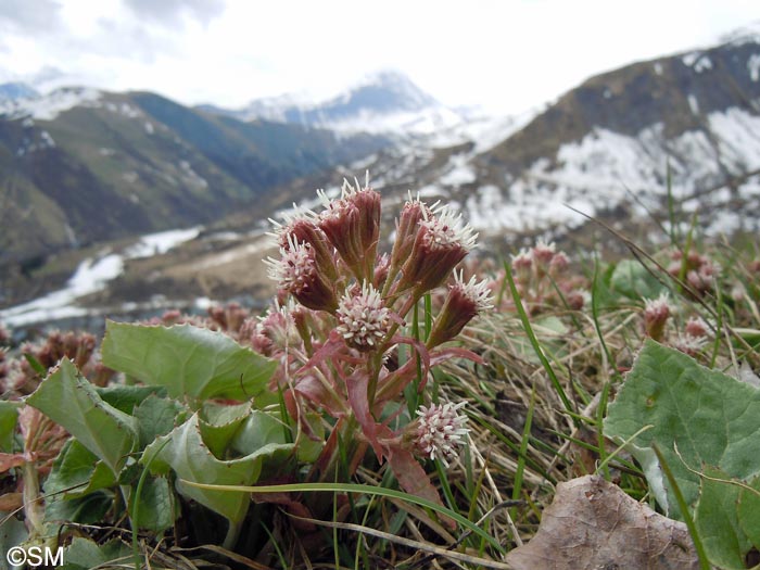 Petasites paradoxus