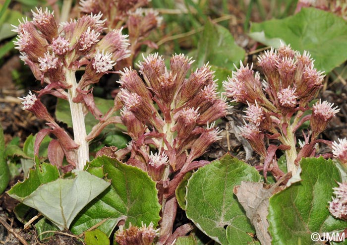 Petasites paradoxus