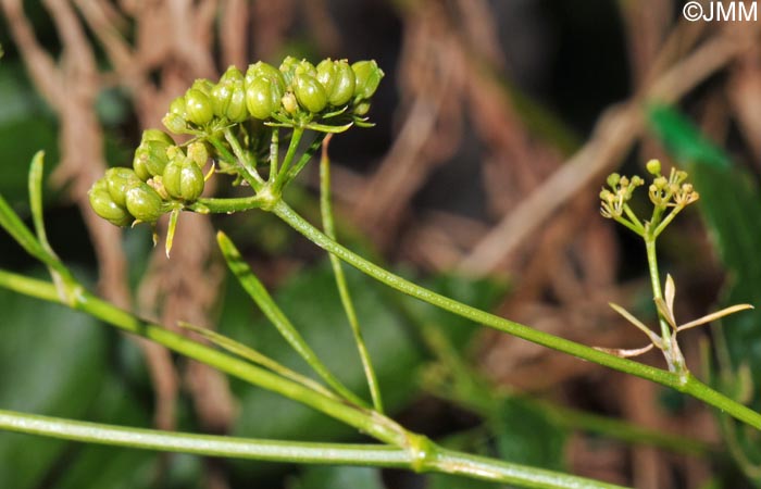 Petroselinum crispum