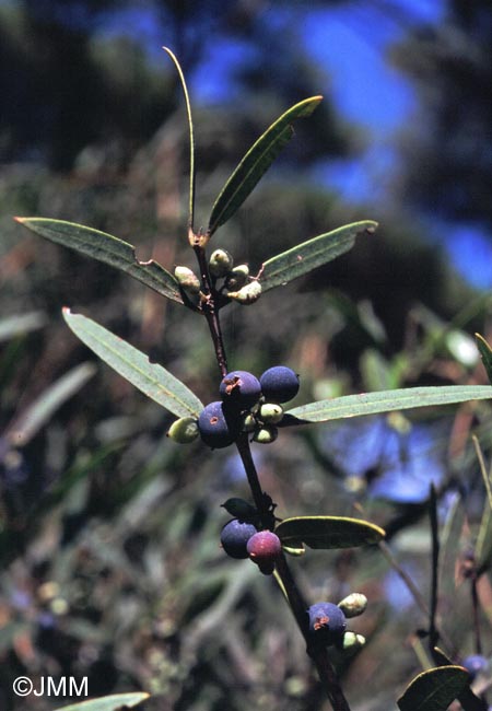 Phillyrea angustifolia