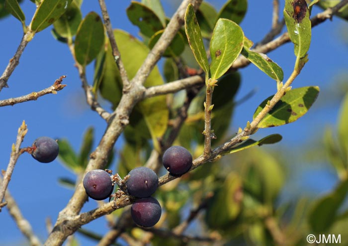 Phillyrea latifolia