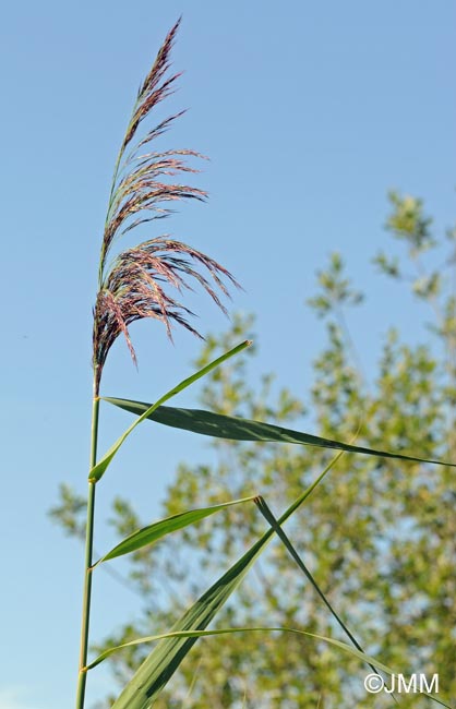 Phragmites australis