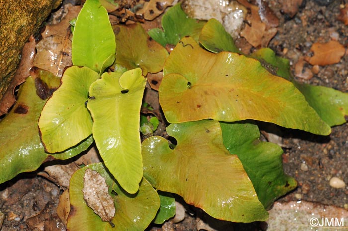 Phyllitis sagittata = Asplenium sagittatum