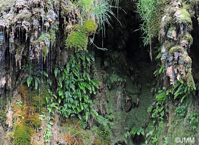 Asplenium scolopendrium = Phyllitis scolopendrium = Scolopendrium officinale