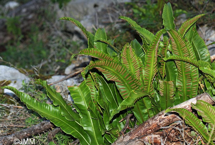 Asplenium scolopendrium = Phyllitis scolopendrium = Scolopendrium officinale