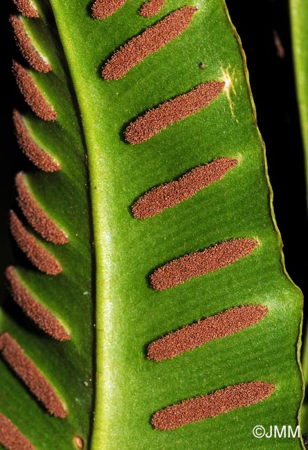 Asplenium scolopendrium = Phyllitis scolopendrium = Scolopendrium officinale