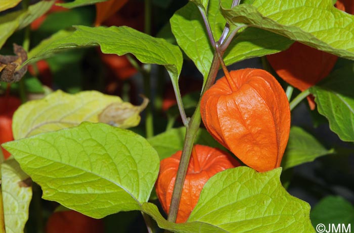 Physalis alkekengi